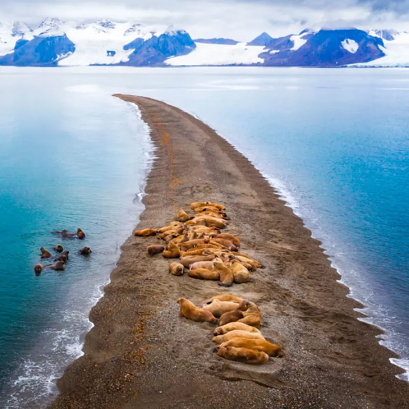 La mejor fotografía de naturaleza del mundo 2022 es de unas morsas, le contamos la historia detrás