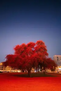 Apple_Shot_On_iPhone_Challenge_Winners_Mitsun_Soni