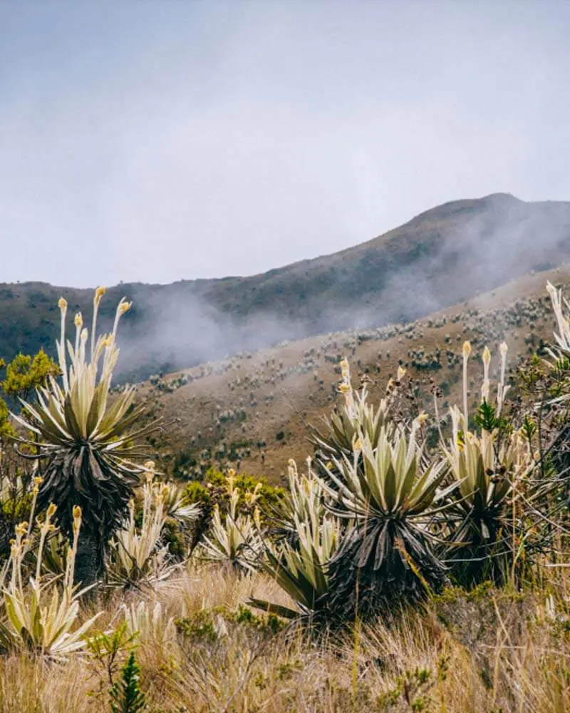 Conozca la experiencia que combina naturaleza y gastronomía cerca de Bogotá frailejones