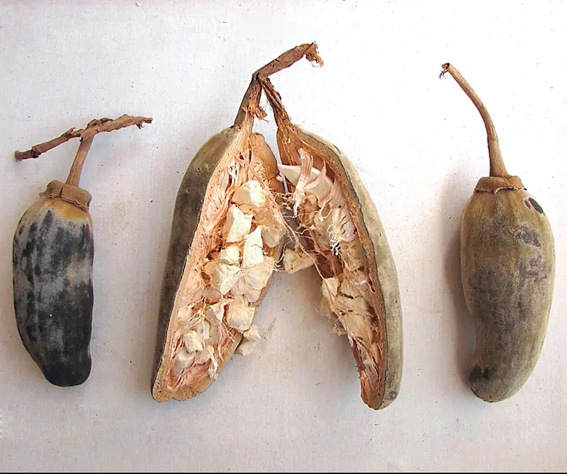 ¿qué es y para qué sirve el baobab?