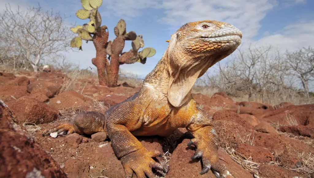 Cinco lugares para darle la bienvenida al 2022 Galapagos ciudades para viajar en 2022