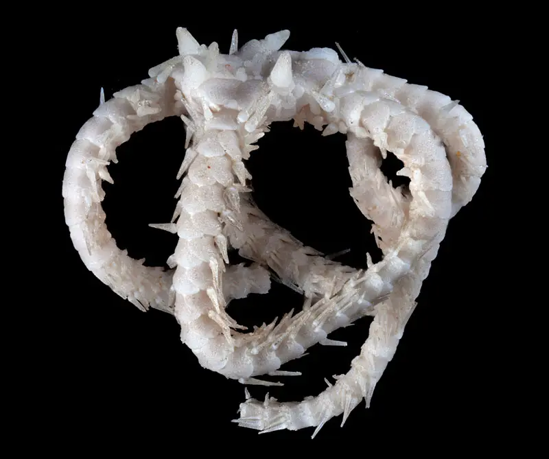 Sapo rojo. Foto: Victoria Museums / CSIRO