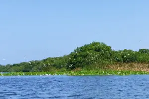 ciénaga grande