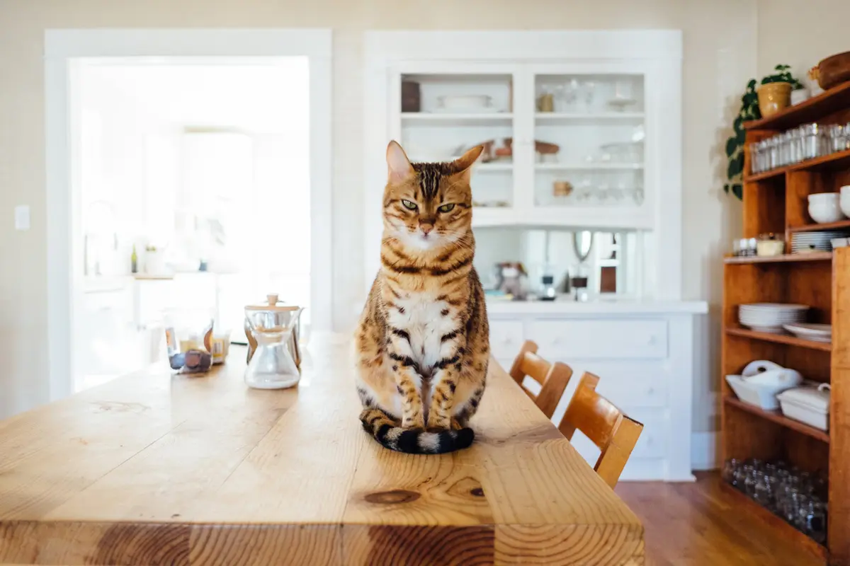 Borra de café para el gato