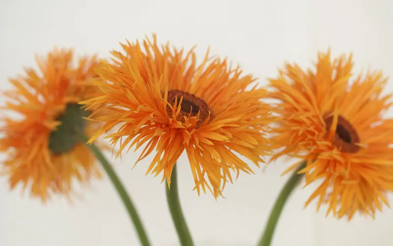 flores y plantas colombianas