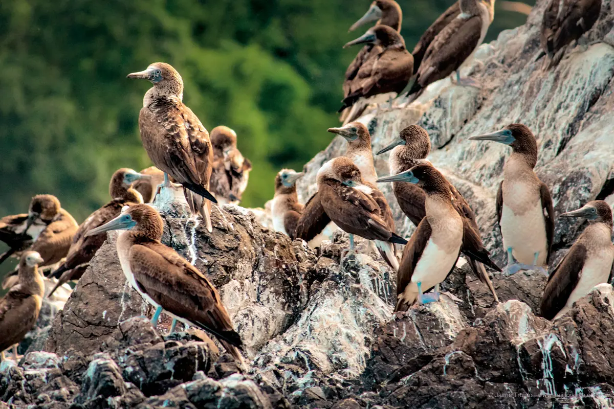 Isla de gorgona: una joya natural en el pacífico colombiano