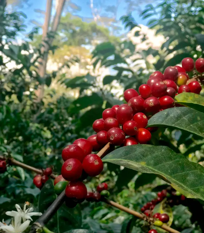Mesa de los santos y su hacienda cafetera entre las mejores 5 del mundo Mesa de los santos