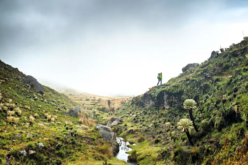 Gregg bleakney: el explorador de la creatividad en colombia