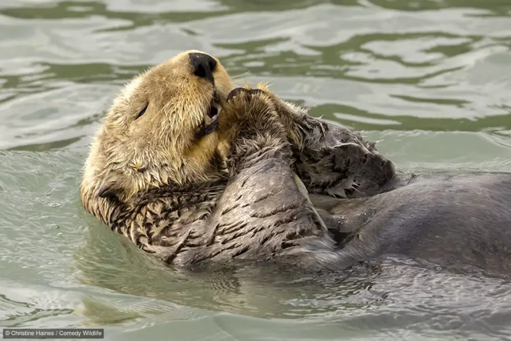 fotografías más graciosas del mundo animal