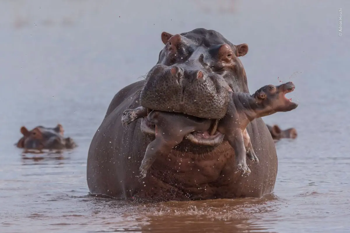 Estas son las fotografías finalistas del Wildlife Photographer of the Year 2019 Estas son las fotografías finalistas del Wildlife Photographer of the Year 2019