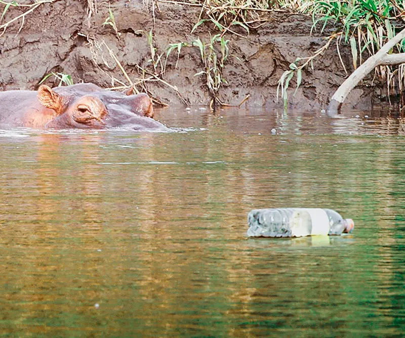 “la isla de plástico también es culpa de nosotros”, pirry
