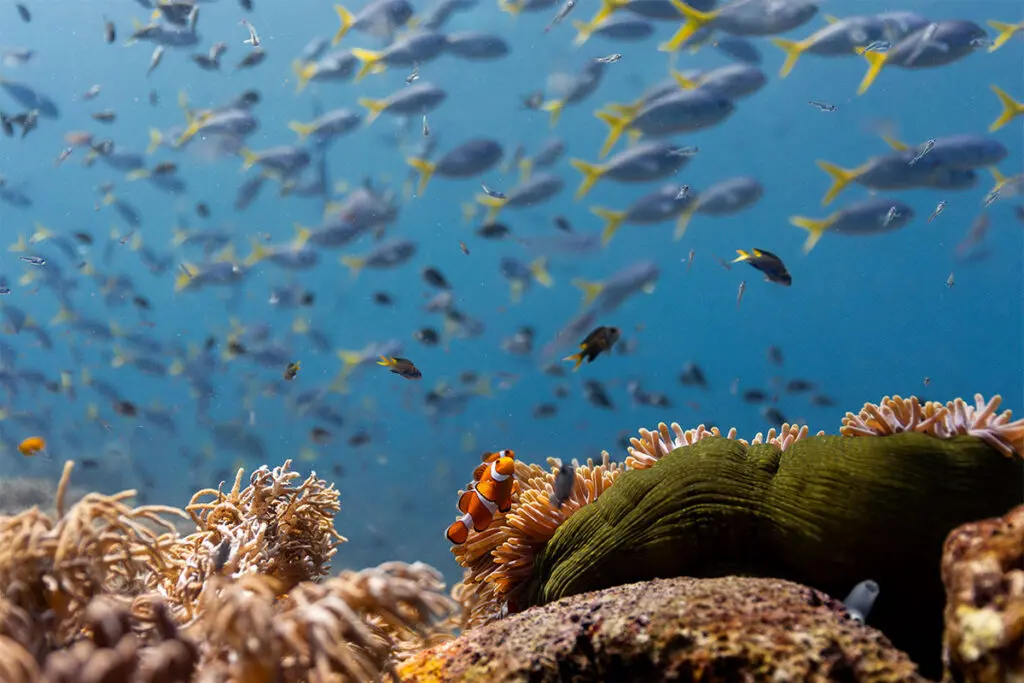 Océanos con David Attenborough, el documental que muestra que la vida marina aún tiene esperanza Océanos con David Attenborough, el documental que muestra que la vida marina aún tiene esperanza