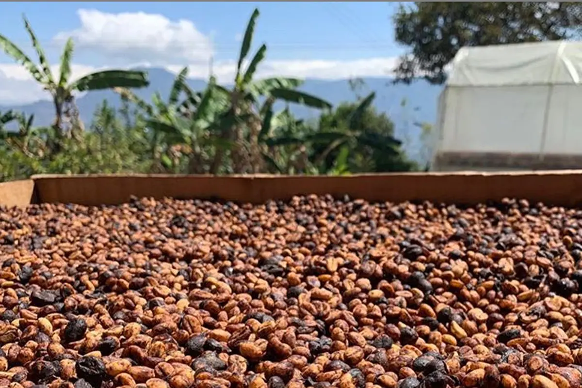 Café san nicolás