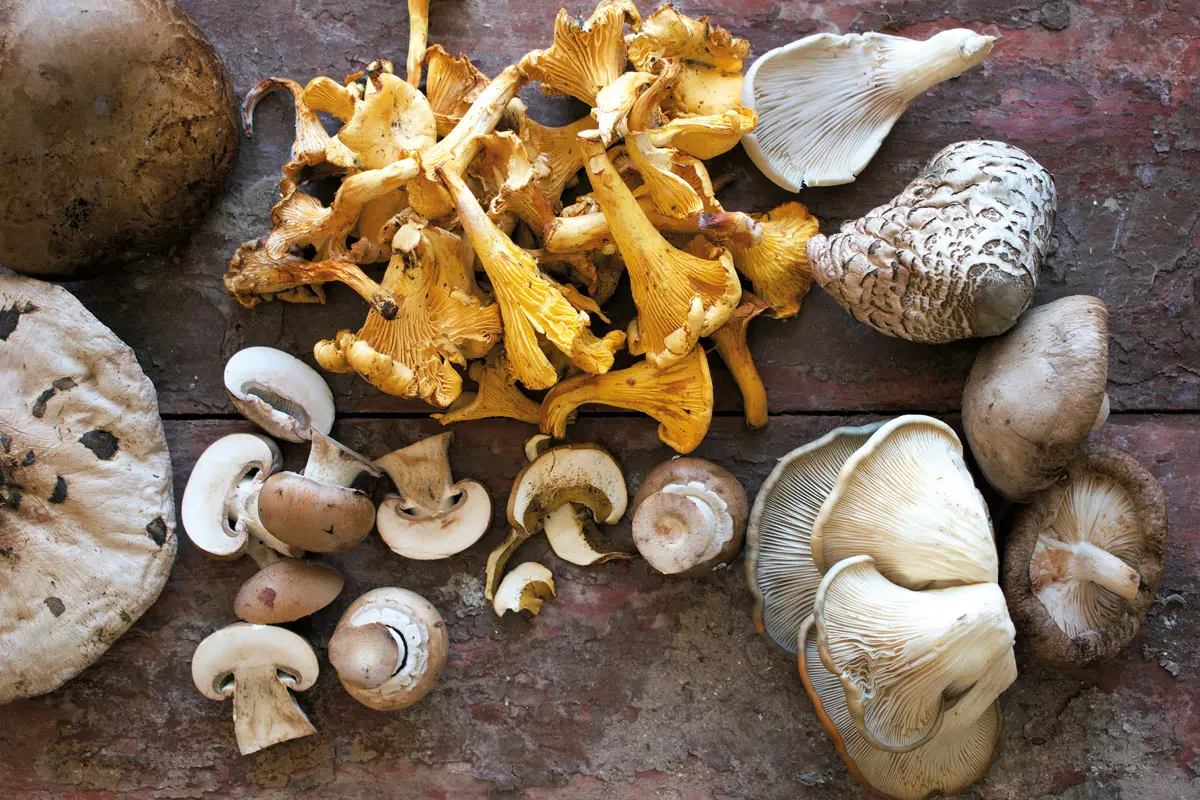 champiñones