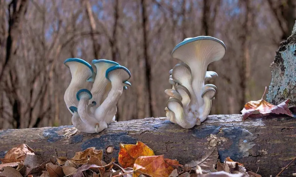 Hongos: un reino sorprendente por descubrir en Colombia hongos