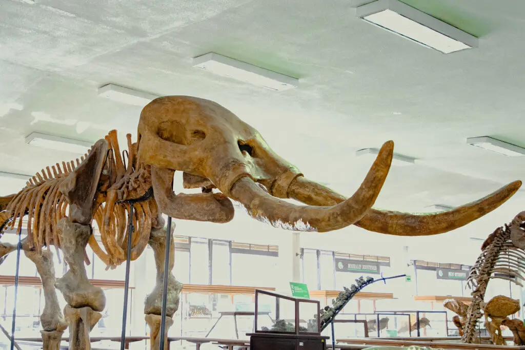 Museo Ingeominas, Bogotá para turistear, Universidad Nacional