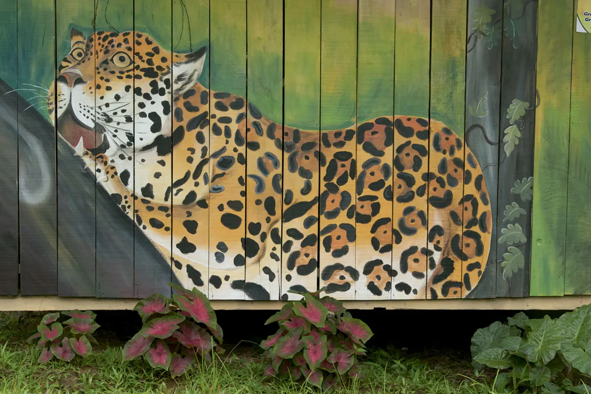 Así vive el arte y la naturaleza en el Amazonas jaguar