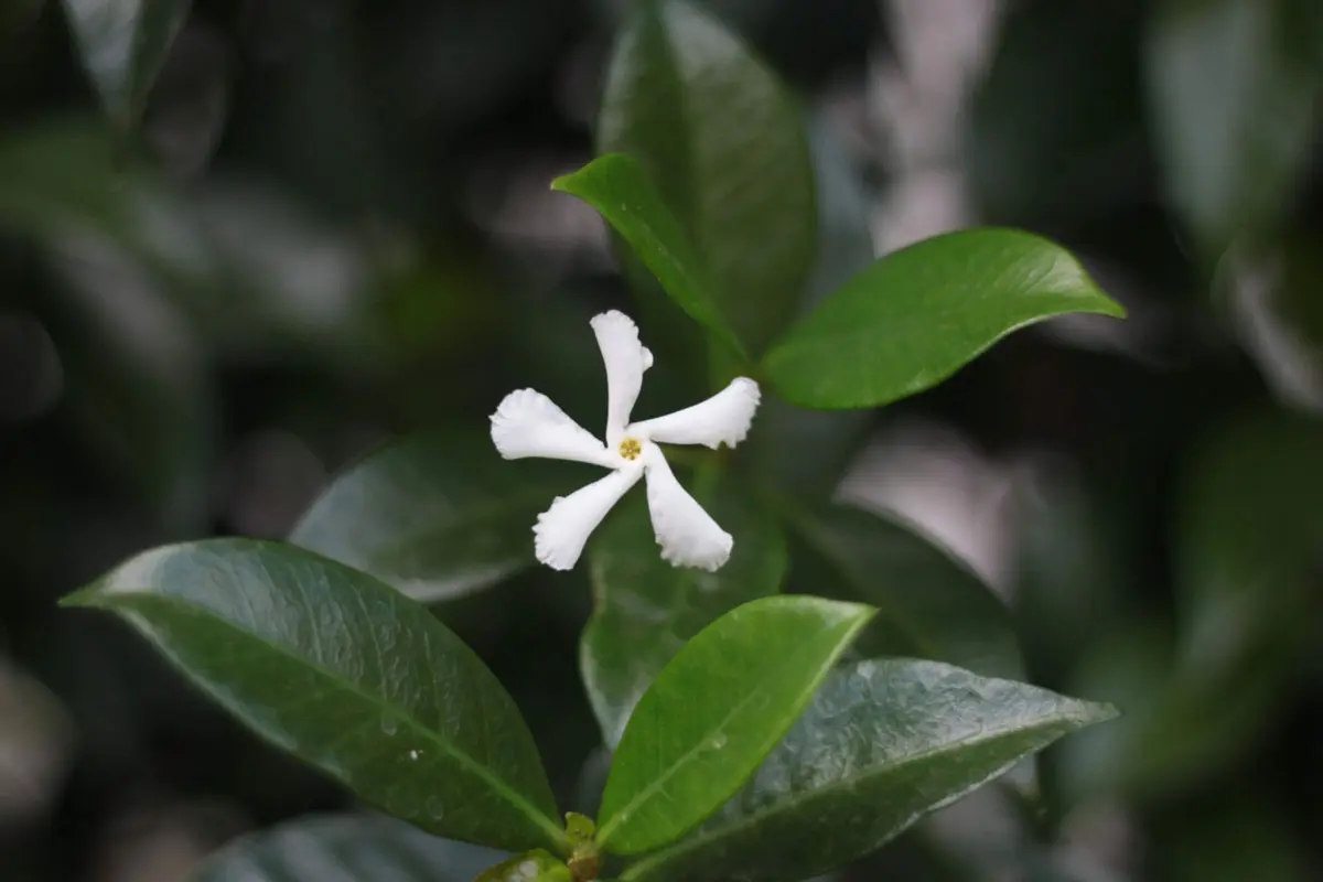 plantas según la Nasa, plantas saludables