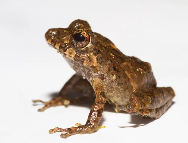 jorgevelosai_620x472