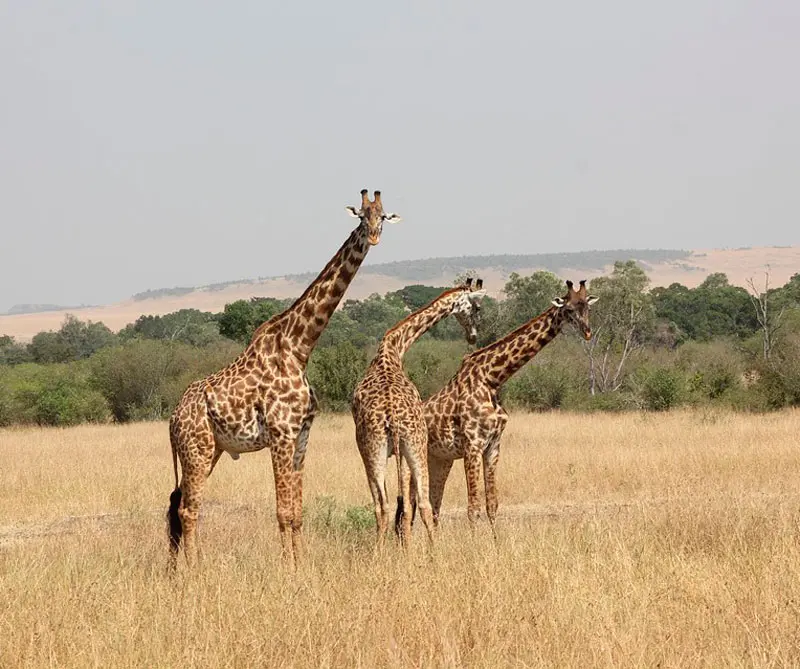 Las maravillas naturales de El Salvador, Haití, Nicaragua, y Kenia