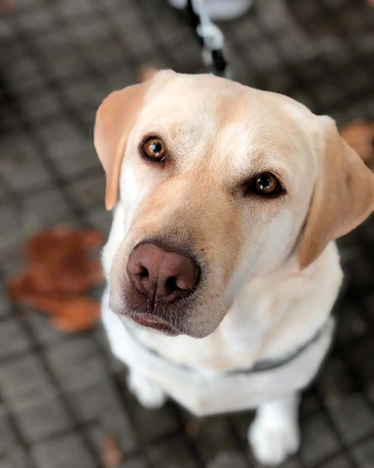 Perros de asistencia: cuando una mascota le puede salvar la vida