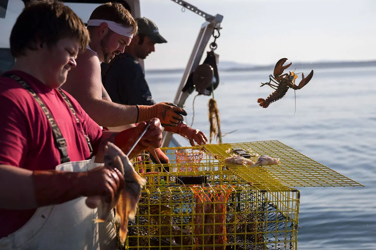 6 fotografías que hablan por sí solas del cambio climático Langosta, cambio climático, fotografías, cambio climático
