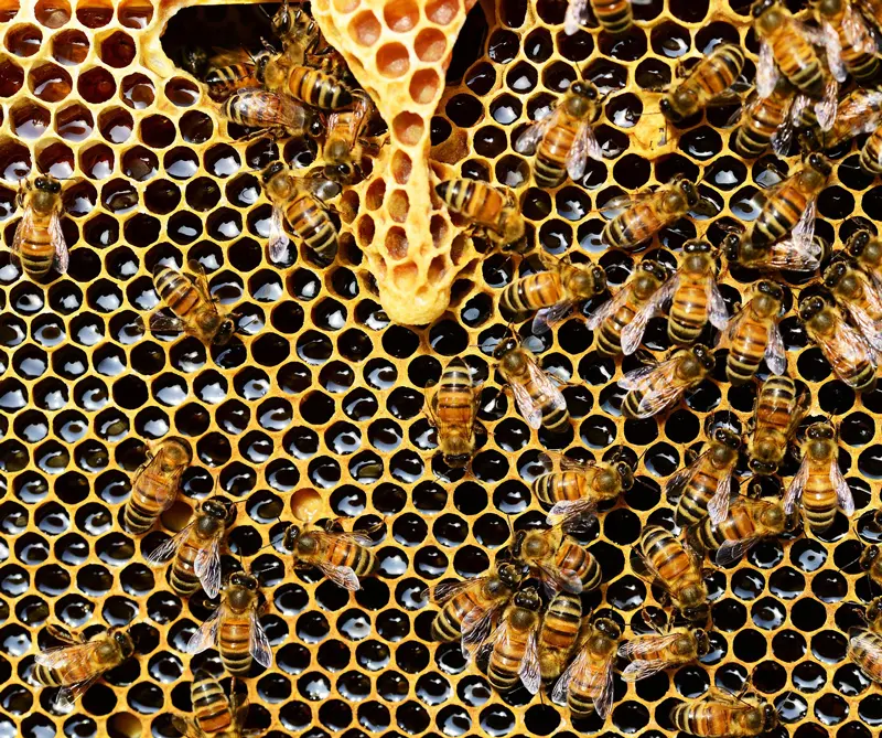 lecciones que podemos aprender de las abejas