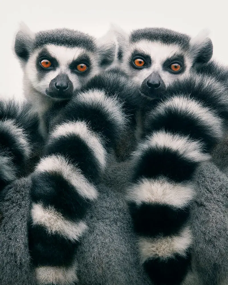 especies en vía de extinción