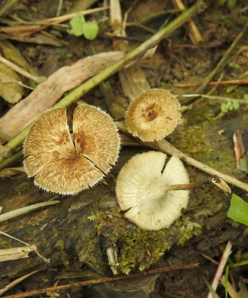 Hongos: un reino sorprendente por descubrir en Colombia Hongos