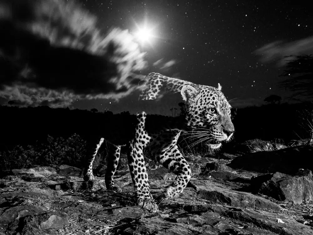 La mejor fotografía de naturaleza del mundo 2022 es de unas morsas, le contamos la historia detrás