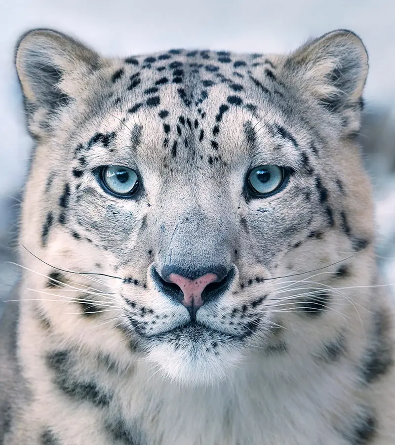 especies en vía de extinción