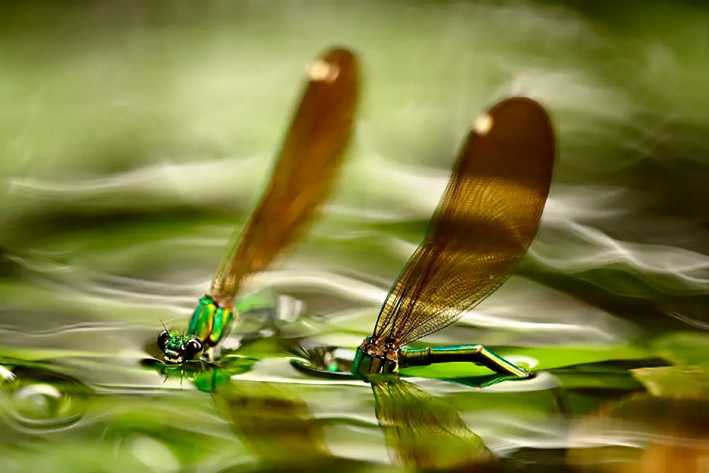 La mejor fotografía de naturaleza del mundo 2022 es de unas morsas, le contamos la historia detrás