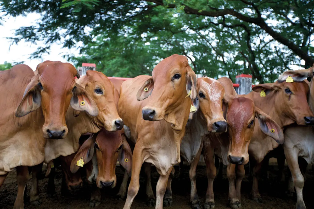Safari llanero: un viaje a las profundidades de los llanos colombianos