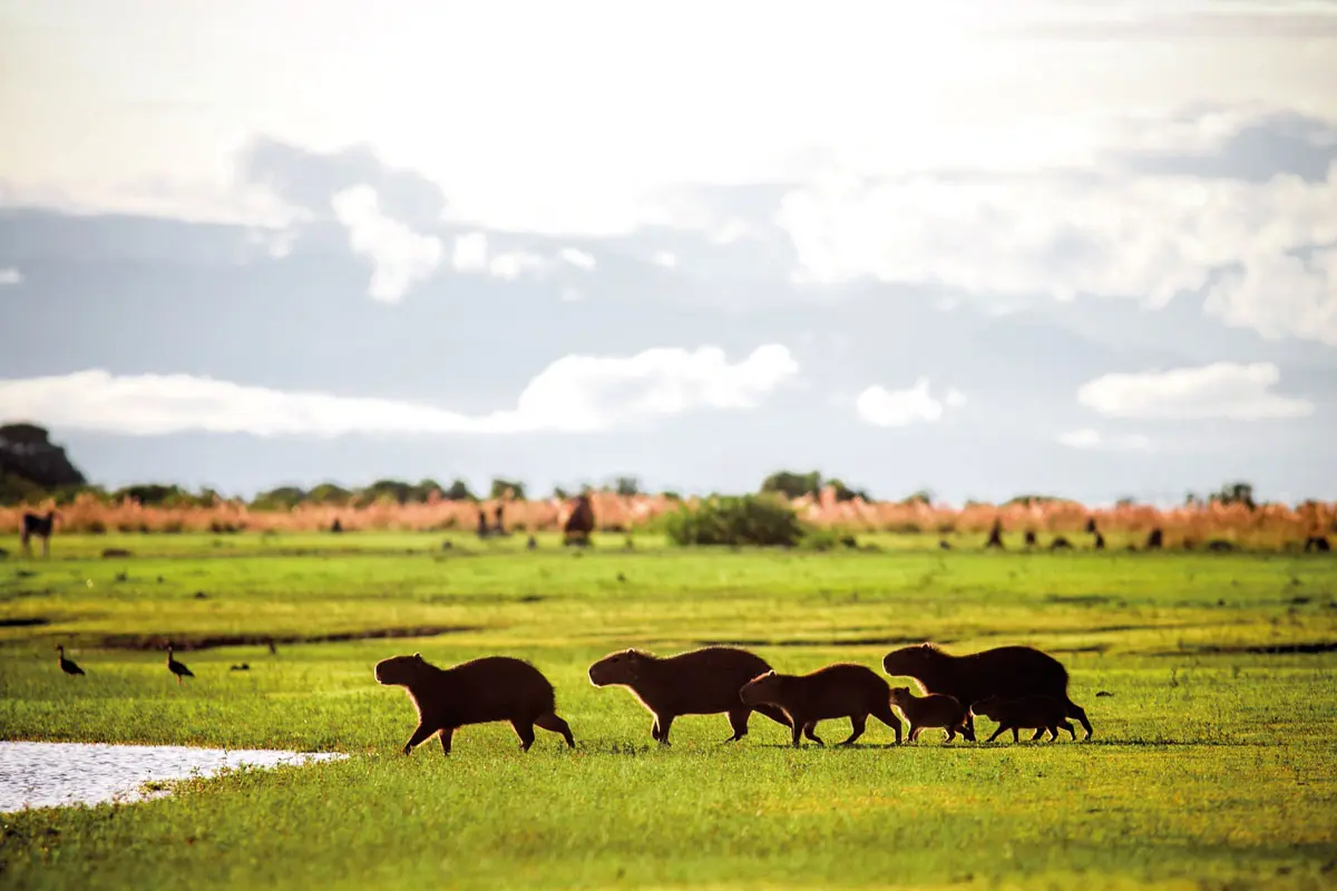 Safari llanero: un viaje a las profundidades de los llanos colombianos