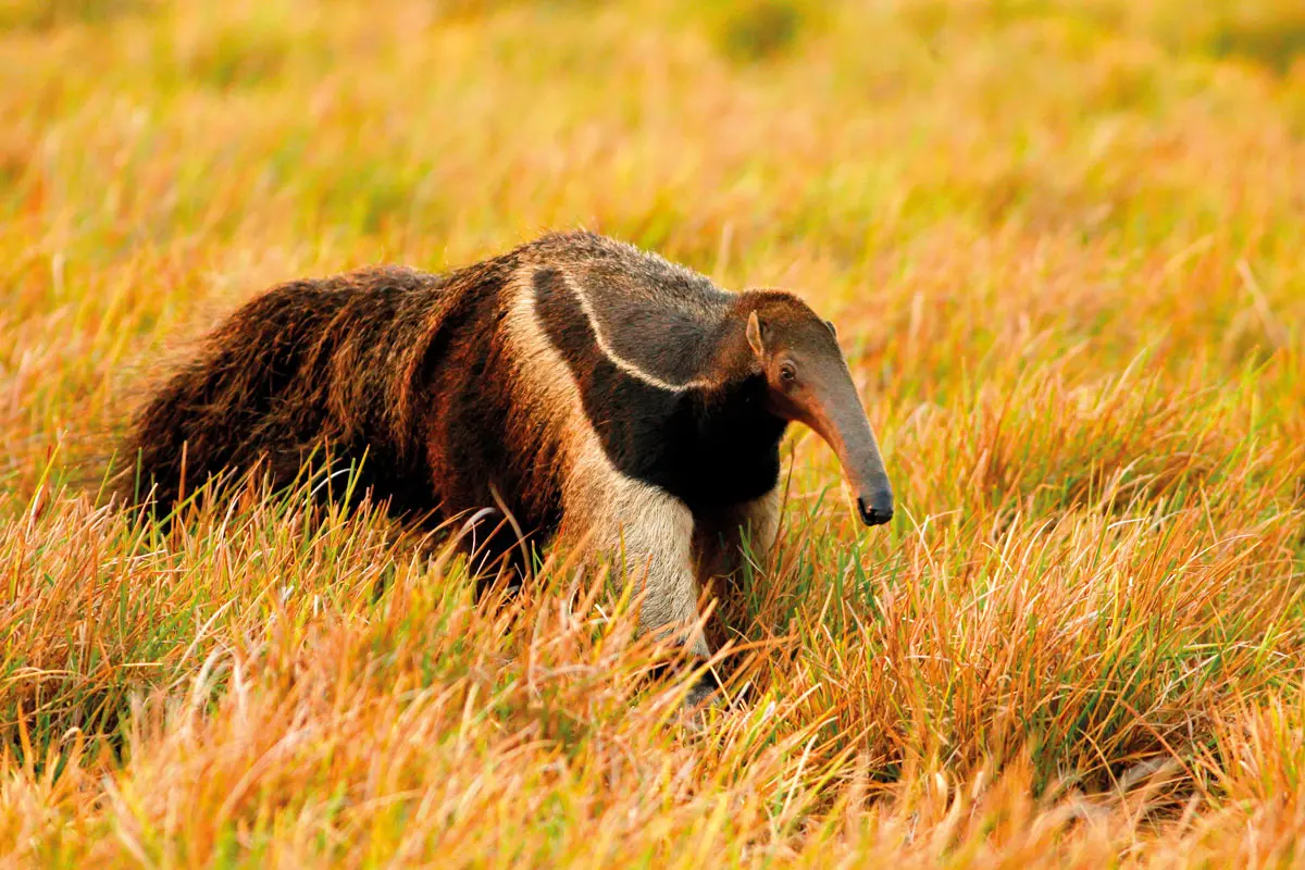 Safari llanero: un viaje a las profundidades de los llanos colombianos