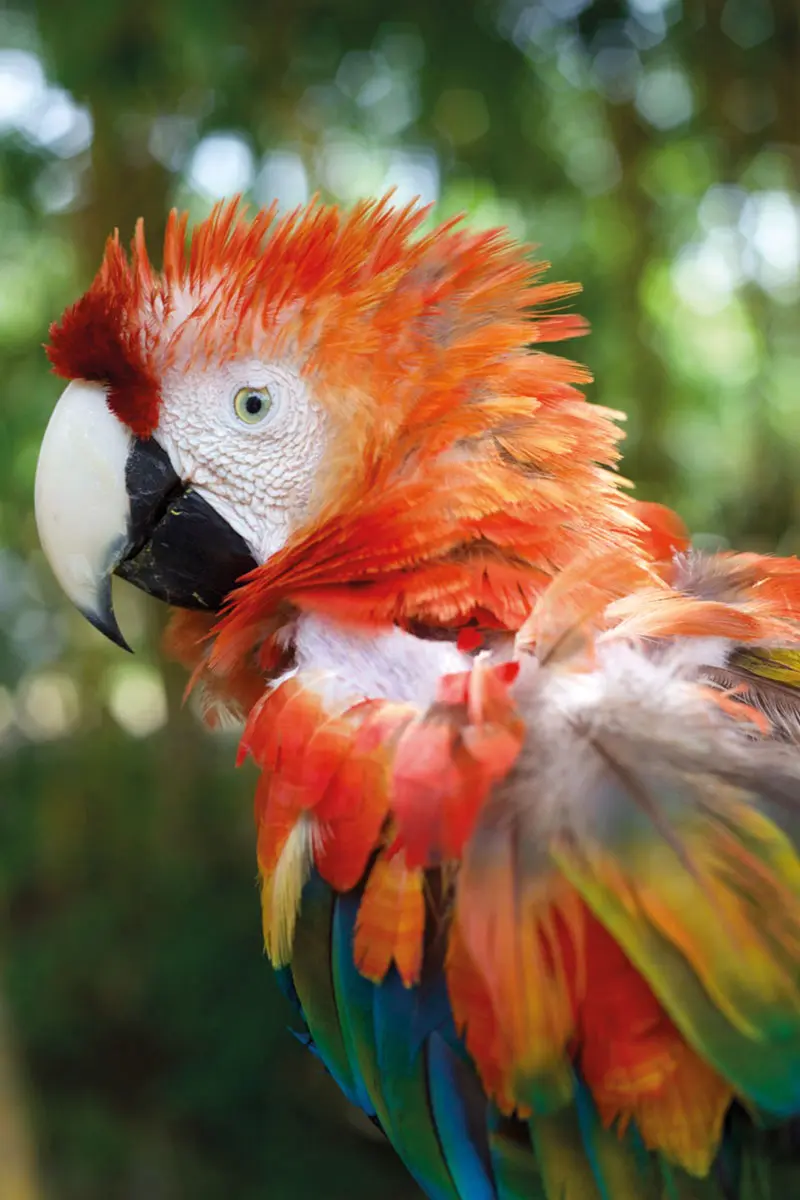Safari llanero: un viaje a las profundidades de los llanos colombianos