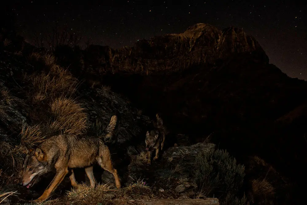 La mejor fotografía de naturaleza del mundo 2022 es de unas morsas, le contamos la historia detrás