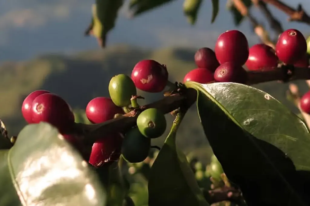 Lohas beans, café colombiano, barismo