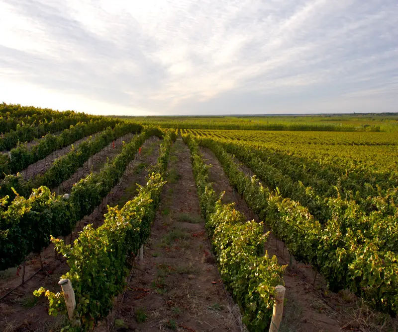 Tiempo de ruptura en los vinos argentinos