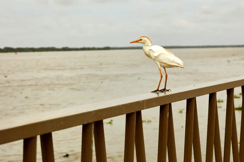 Los 2 carnavales que no se puede perder este mes en Barranquilla