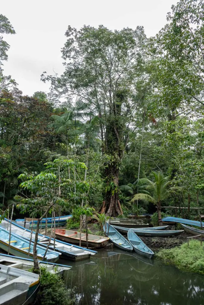 Descubra juanchaco: ballenas, manglares y la lluvia incesante del pacífico colombiano