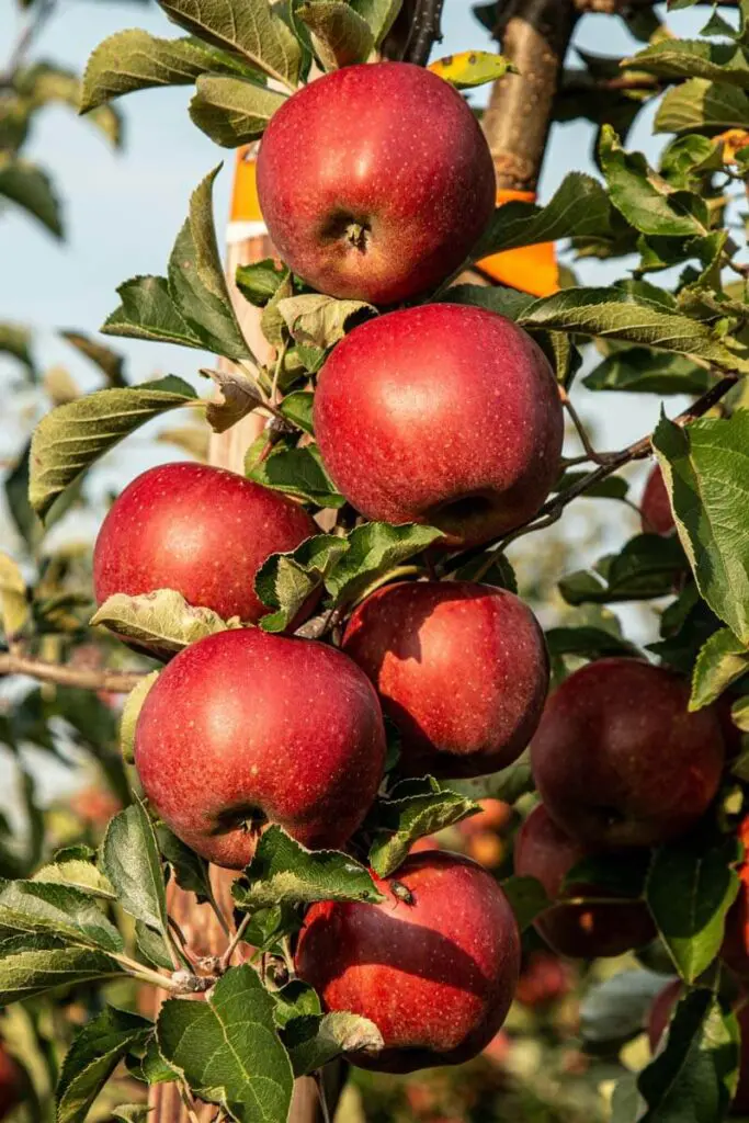 Cinco razones por las que empezará a comer una manzana todos los días árbol de manzanas