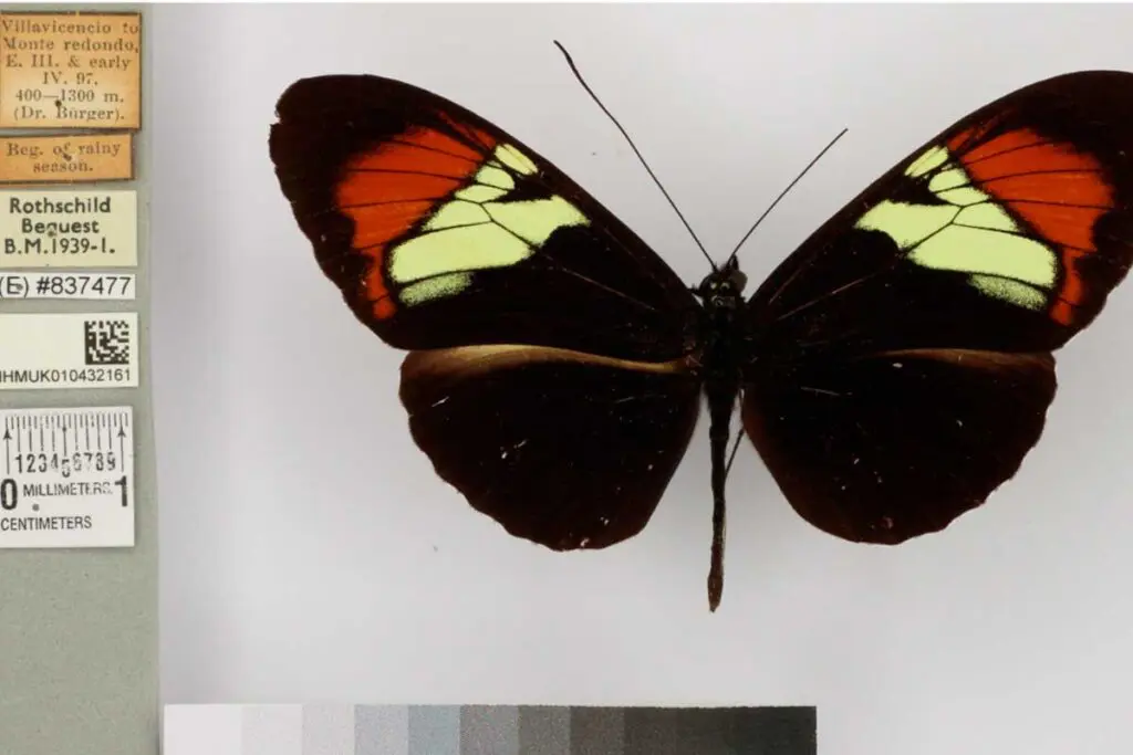 La colombiana que custodia la colección más grande de mariposas del mundo La colombiana que custodia la colección más grande de mariposas del mundo