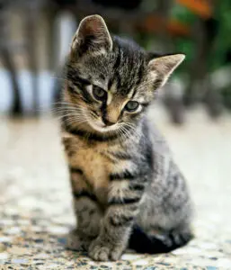 Mascotas en tiempos de pandemia, ¿cómo las ha afectado la coyuntura?