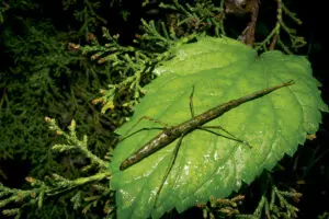 Merenberg, la saga familiar de la conservación ambiental