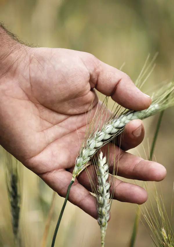 Pan granos ancestrales