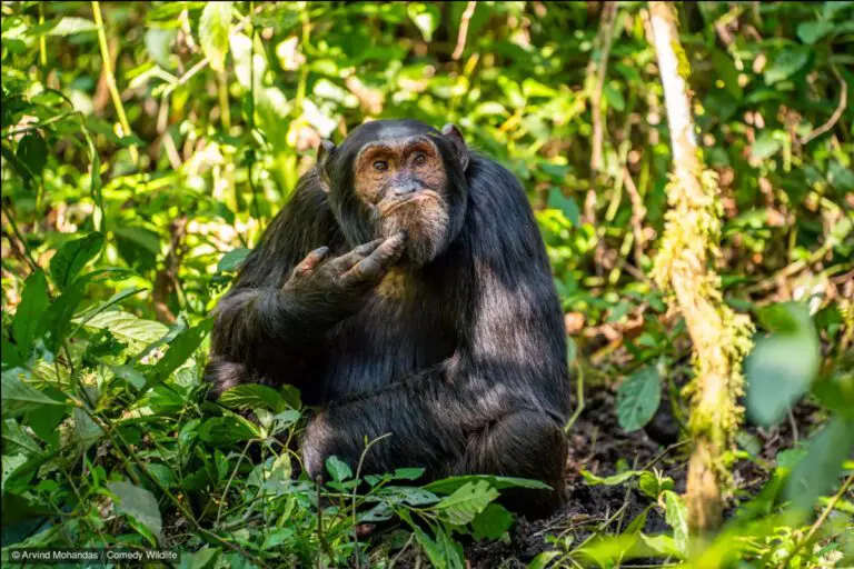fotografías más graciosas del mundo animal