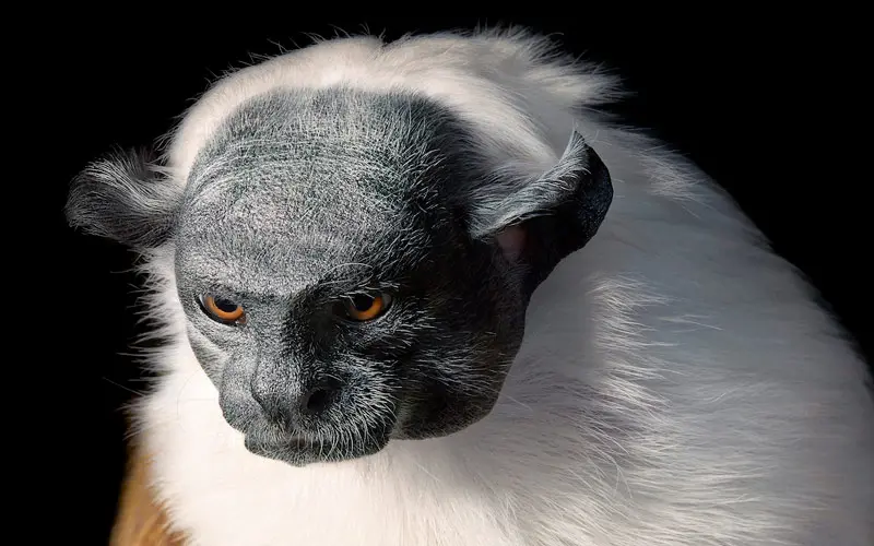 especies en vía de extinción