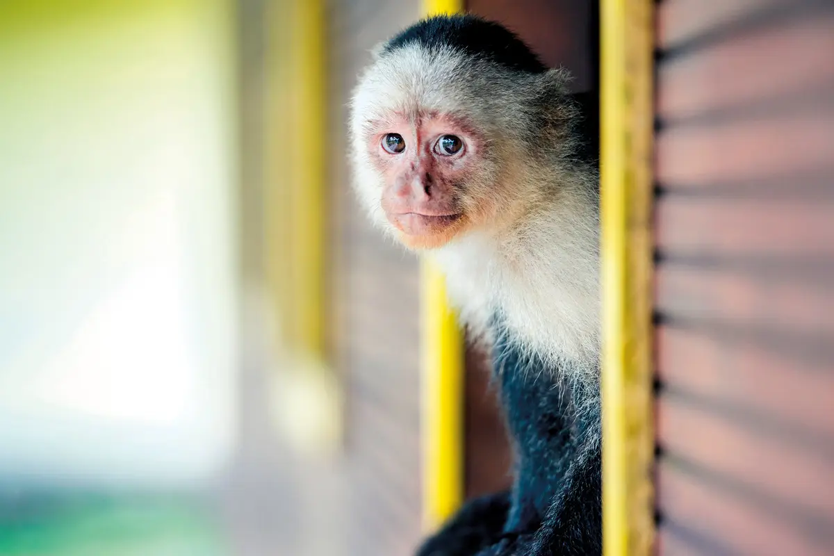 Isla de gorgona: una joya natural en el pacífico colombiano