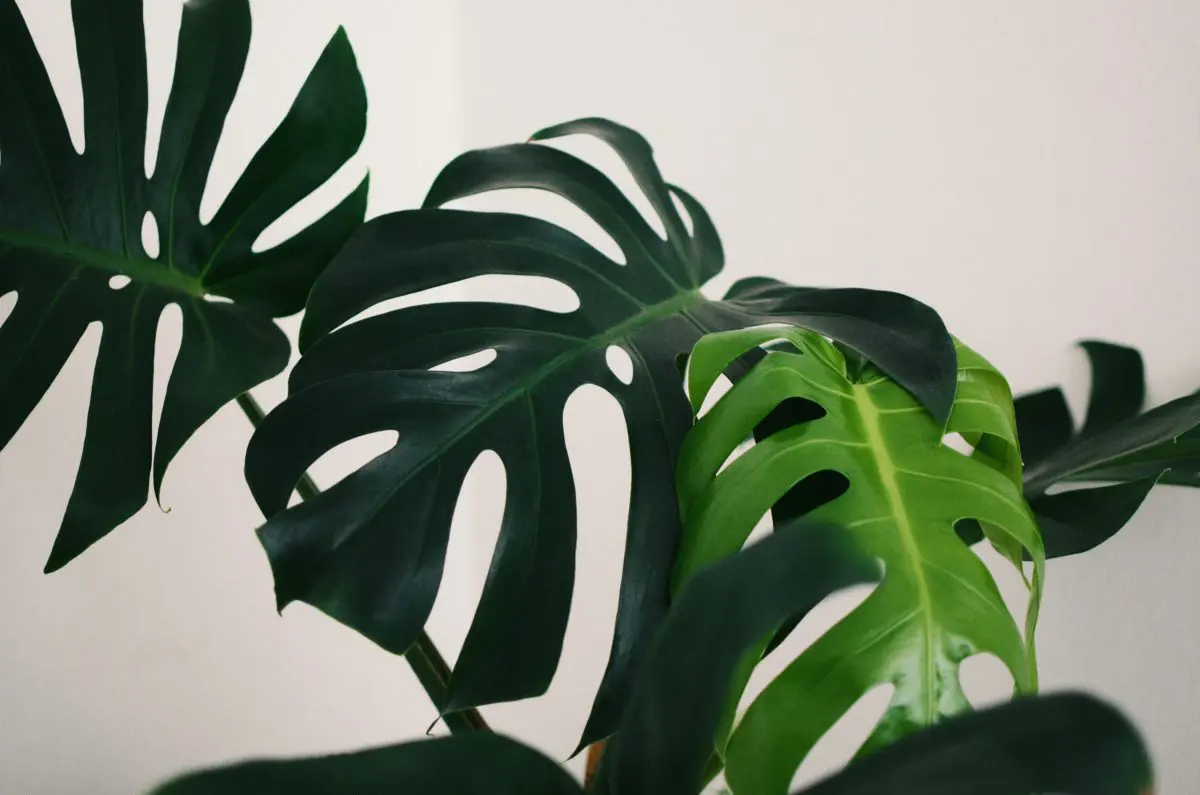5 plantas fáciles de plantar y cuidar para tener al interior de su casa